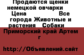 Продаются щенки немецкой овчарки!!! › Цена ­ 6000-8000 - Все города Животные и растения » Собаки   . Приморский край,Артем г.